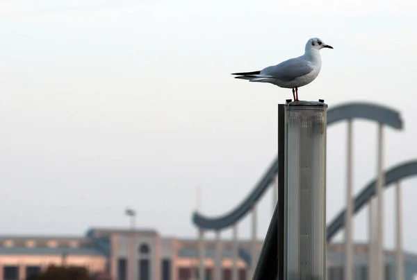 Seagull Blurred City Background — Stock Photo, Image