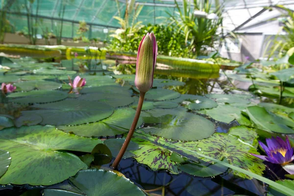 Lotusblumen Teich Botanischen Garten — Stockfoto