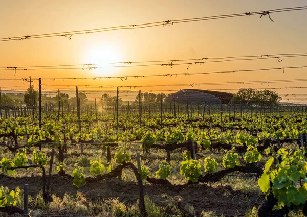 Rangées Vignes Dans Vignoble — Photo