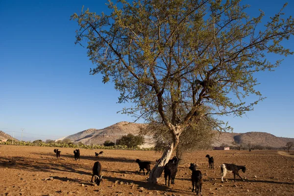 Groep Kamelen Woestijn — Stockfoto