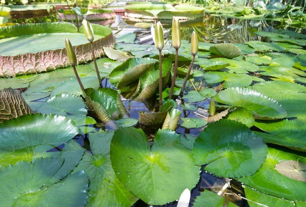 Hermosos Lotos Jardín Botánico —  Fotos de Stock