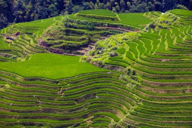 Vietnam 'ın sapa vadisindeki teraslı pirinç tarlaları.