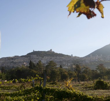 İspanya 'daki La Rioja şehrindeki üzüm bağlarının manzarası.