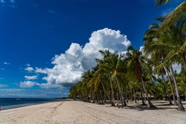 Palmiye ağaçları ve mavi gökyüzü olan tropik plaj