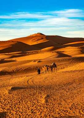 Merzouga, Fas - 29 Aralık 2017: Merzouga köyü yakınlarındaki Sahra çölünde develer.