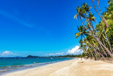Palmiye ağaçları ve mavi gökyüzü olan tropik plaj