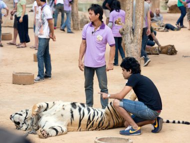 KANCHANABURI, THAILAND - 28 Aralık 2013 tarihinde Kaplan Tapınağı 'nda Bengal kaplanlı bilinmeyen turist, Kanchanaburi, Tayland. Theravada Budist Tapınağı 1994 yılında kuruldu..