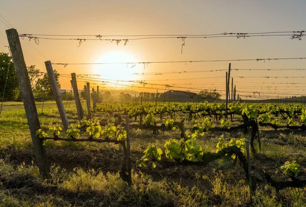 Viñedo Verano — Foto de Stock