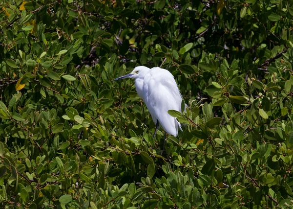 Biały Ibis Rosario Island Niedaleko Cartagena Kolumbia — Zdjęcie stockowe