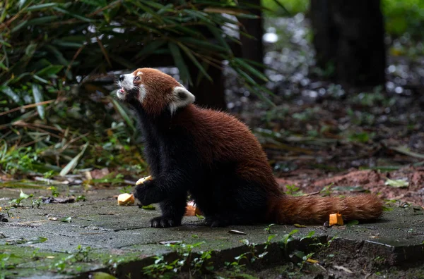 森の中の可愛い小さなパンダが — ストック写真