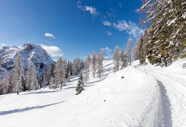 Paysage Hivernal Avec Arbres Enneigés — Photo