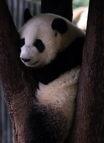 Panda Zoo — Stock fotografie