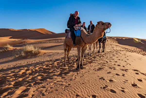 Camellos Desierto Concepto Viaje — Foto de Stock