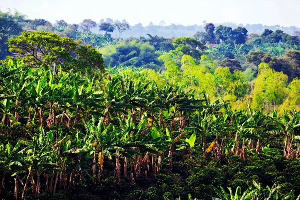 Coffee plantation in Colombia, South America