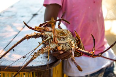 CARTAGENA, COLOMBIA - 29 Ekim 2015: Cartagena 'dan 100 km uzakta Islas Rosario' da ıstakoz satan adam. Kolombiya 'nın 46 Doğal Milli Parkından biridir..