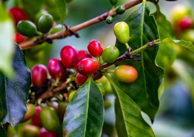 Kolombiya 'daki kahve fabrikası.