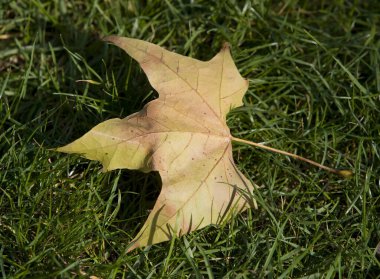 Sarı akçaağaç yaprağı çimenlerin üzerinde