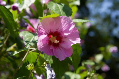 Botanik bahçesinde güzel çiçekler