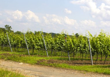 Üzüm bağında sıra sıra yeşil şarap