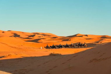 Merzouga köyü yakınlarındaki Sahra çölünde develer..