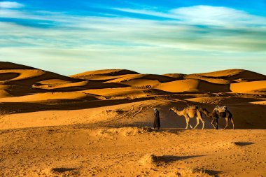 Merzouga, Fas - 29 Aralık 2017: Merzouga köyü yakınlarındaki Sahra çölünde develer.