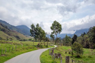 Kolombiya 'daki Cocora Vadisi