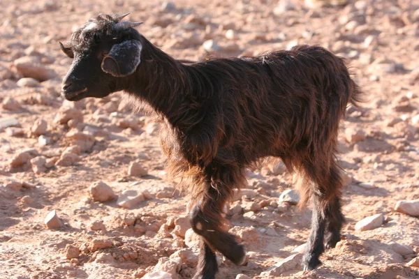 沙漠中的山羊 — 图库照片