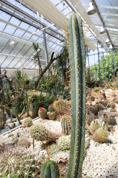 Hermoso Jardín Botánico Con Plantas —  Fotos de Stock