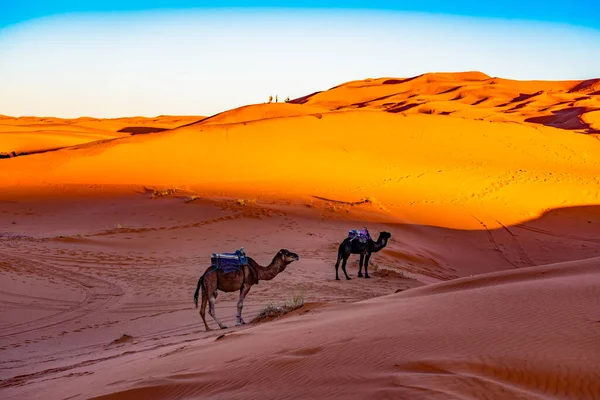Velbloudi Poušti Sahara Při Západu Slunce Vesnice Merzouga — Stock fotografie