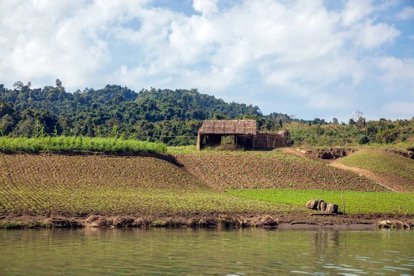 Vista Los Campos Arroz Verde Tailandia — Foto de Stock