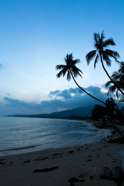 Tropical Beach Palm Trees Blue Sky — Stock Photo, Image