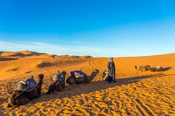 Merzouga Marruecos Diciembre 2017 Camellos Desierto Del Sahara Cerca Del — Foto de Stock