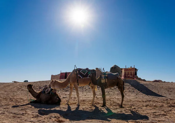 Camels Desert Egypt — Stock Photo, Image