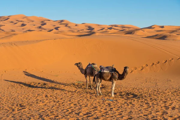 Cammelli Nel Deserto Sabbioso Del Marocco — Foto Stock