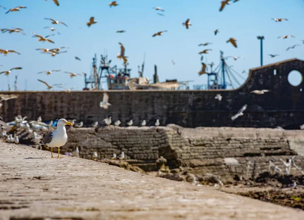 Pigeons Port Essaouira Morocco — Stock Photo, Image