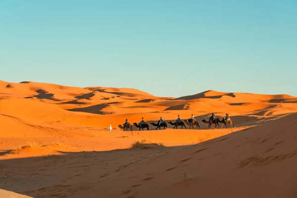 Cammelli Nel Deserto Del Sahara Vicino Villaggio Merzouga — Foto Stock