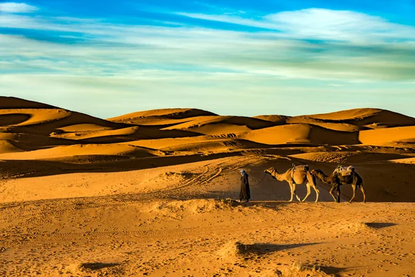 Merzouga Marruecos Diciembre 2017 Camellos Desierto Del Sahara Cerca Del — Foto de Stock