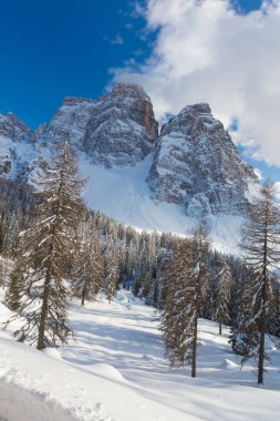 Karla kaplı ağaçlarla kaplı kış manzarası