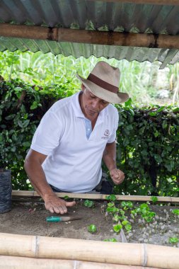 PEREIRA, COLOMBIA - 25 Ekim 2015: Kolombiya 'nın Zona Cafetera bölgesine kahve eken tanımlanamayan adam. Kolombiya dünyanın en büyük üçüncü kahve ihracatçısı..