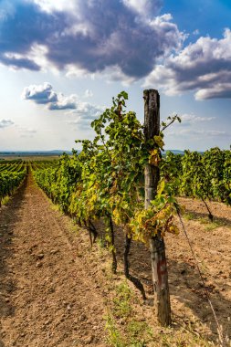 Macaristan 'ın kuzeyindeki Tokaj' daki üzüm bağı.