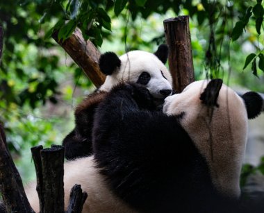 dev panda ağaç dalında