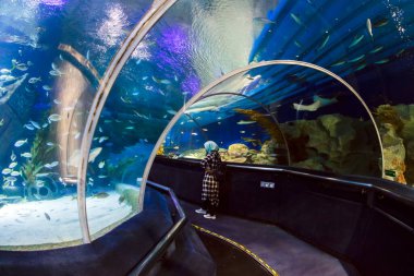 KUALA LUMPUR, MALAYSIA, JANUARY 5., 2017: Kuala Lumpur Şehir Merkezi 'nin altında yer alan bir okyanus akvaryumu, 2005 yılında açıldı..