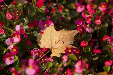 Bahçedeki kırmızı çiçekler
