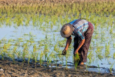 Asyalı çiftçi pirinç hasadında çalışıyor.