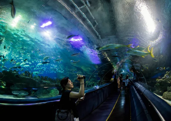 Kuala Lumpur Malaysia Januar 2017 Das Aquarium Ein Ozeanarium Unterhalb — Stockfoto