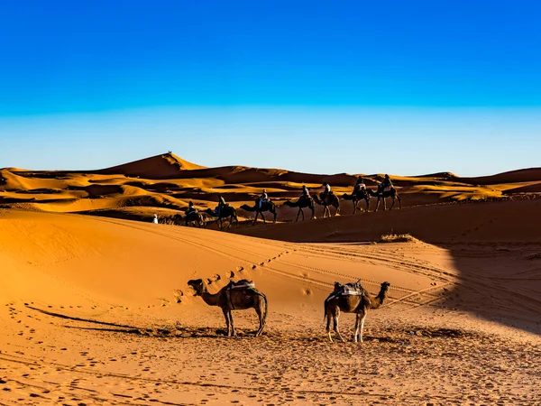 Άνθρωποι Που Ταξιδεύουν Καμήλες Στην Αμμώδη Έρημο — Φωτογραφία Αρχείου