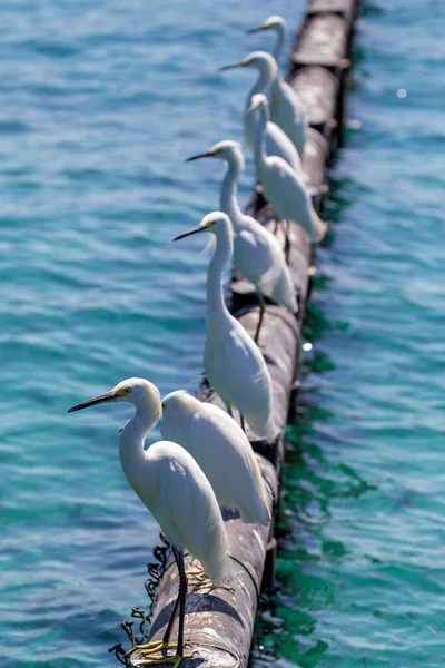 White Birds Sitting Tube Sea — Stock Photo, Image