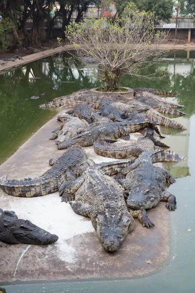 Crocodile Dans Étang — Photo