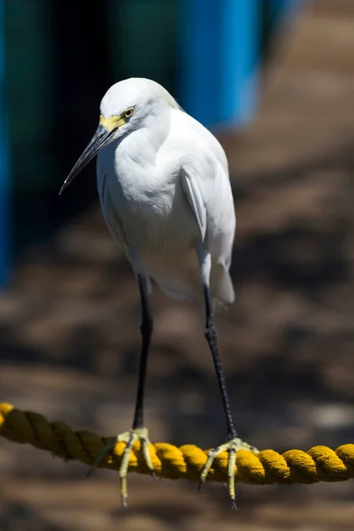 Snowy Egret Egretta Thula Archipelag Rosario Cartagena Indias Kolumbia Ameryka — Zdjęcie stockowe