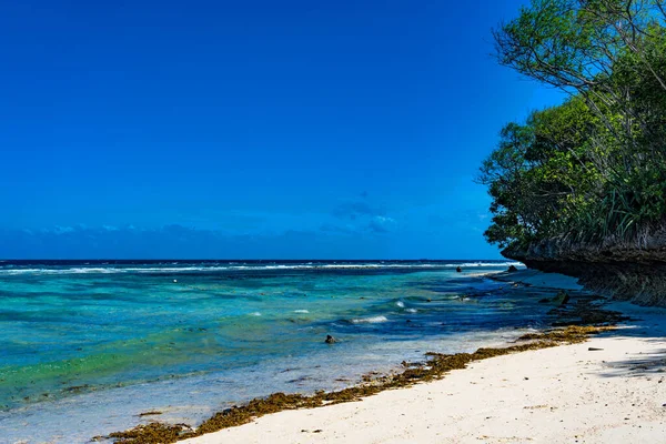 Spiaggia Tropicale Con Palme Cielo Blu — Foto Stock
